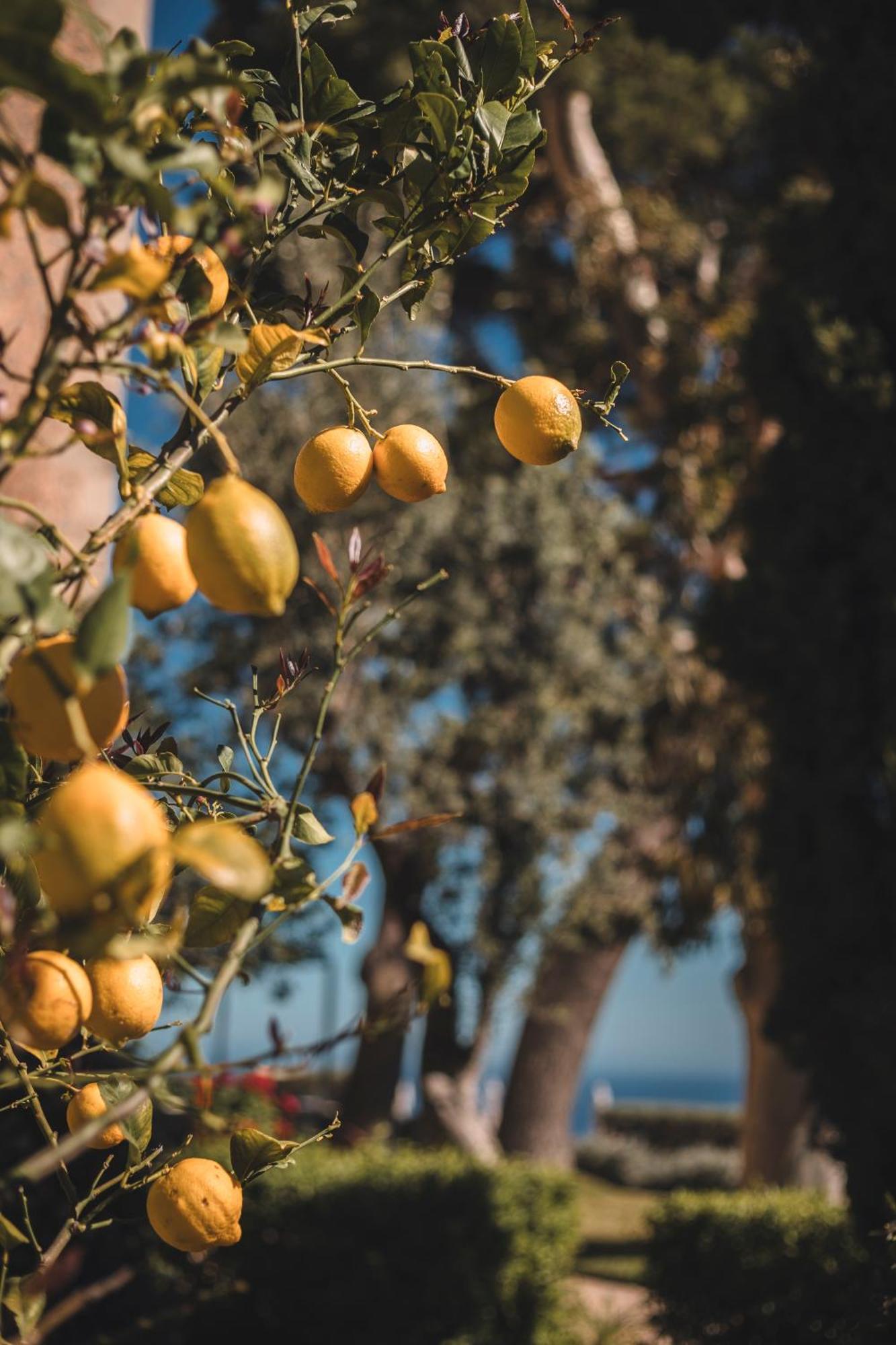 Villa Sa Pedrissa Deià Esterno foto